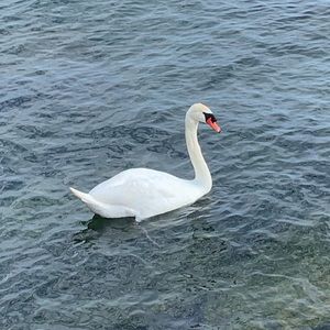 Meet your Posher, Geyath